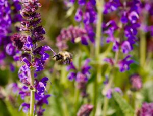 What’s Blooming at WVBG